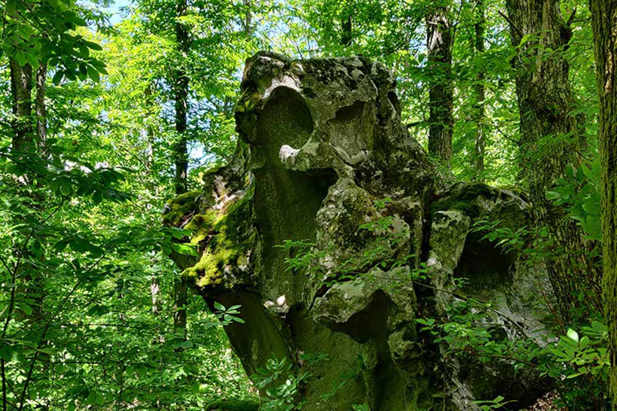 Bosco di Vivo D'Orcia